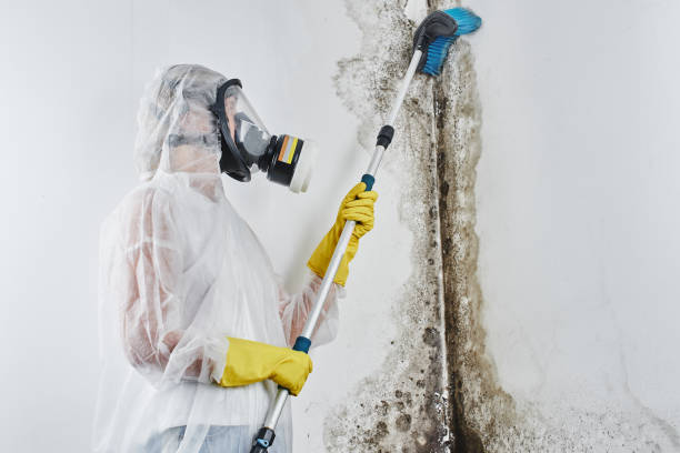 Best Black Mold Removal  in Markle, IN