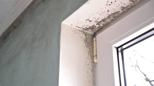 Best Mold Testing  in Markle, IN