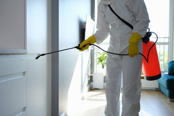 Best Black Mold Removal  in Markle, IN
