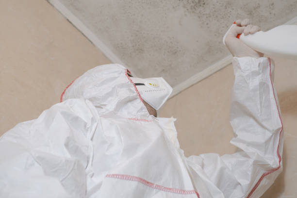 Attic Mold Removal in Markle, IN