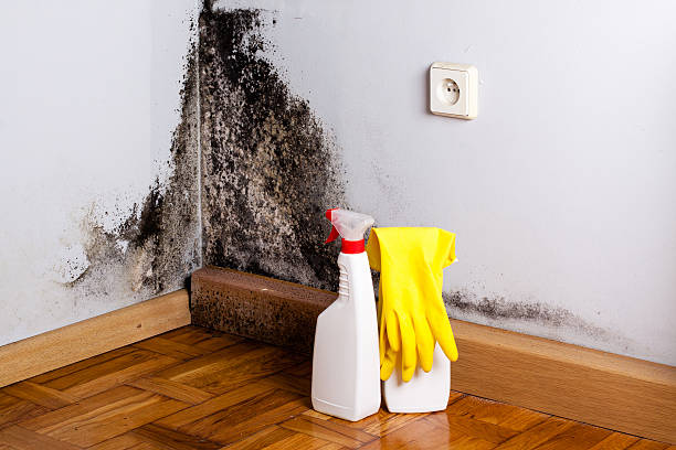 Best Emergency Mold Removal  in Markle, IN