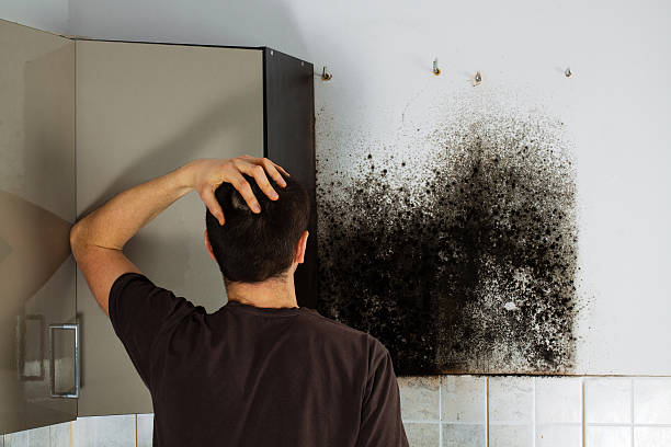Best Mold Removal Process  in Markle, IN