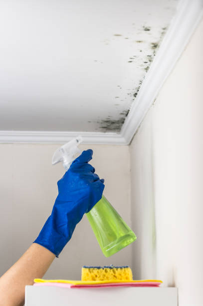 Best Black Mold Removal  in Markle, IN